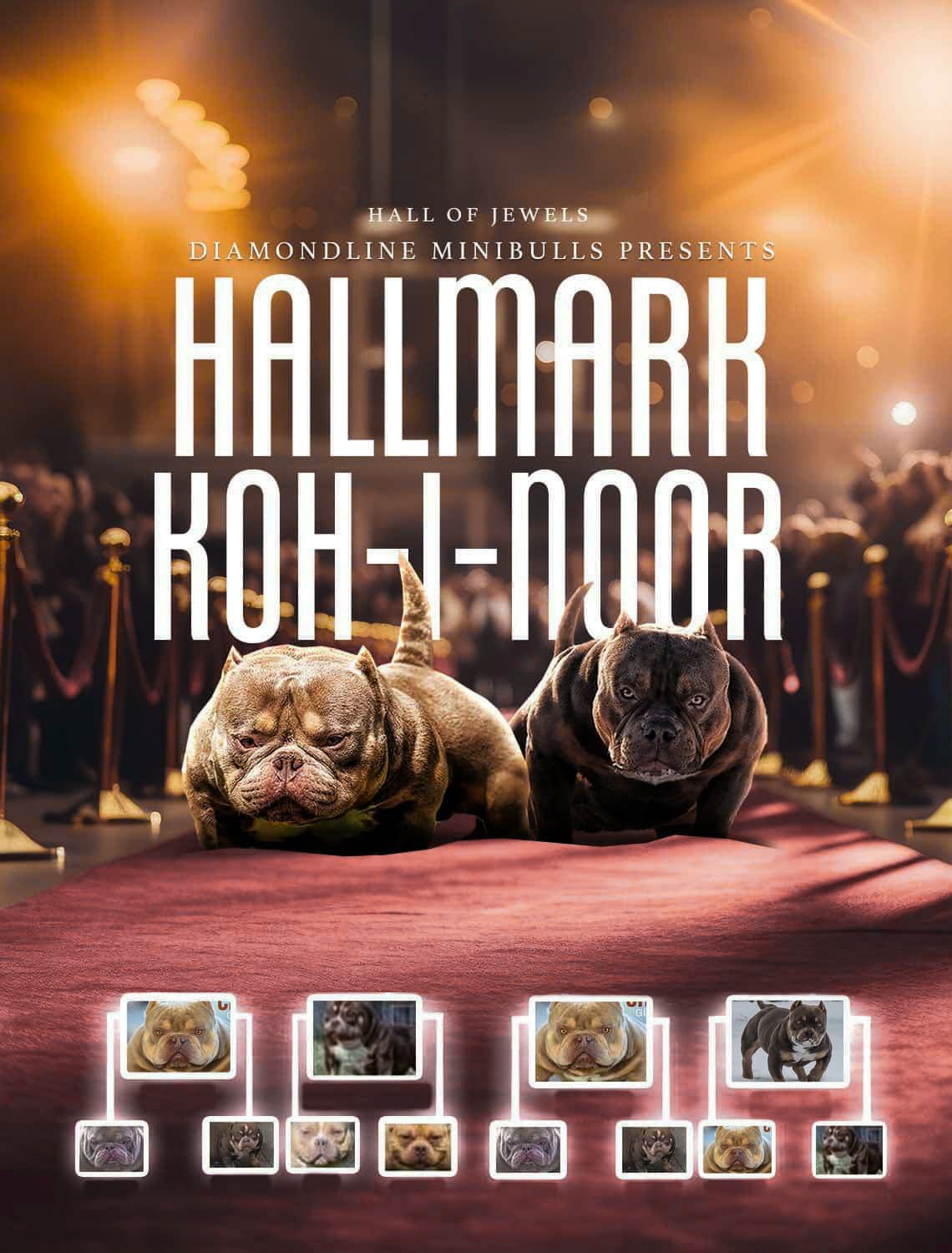 American Bully Breedings